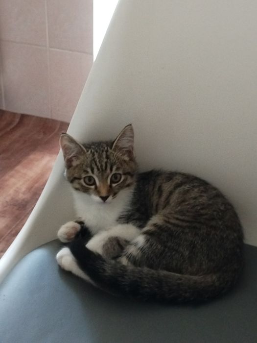 Отдам котёнка бесплатно