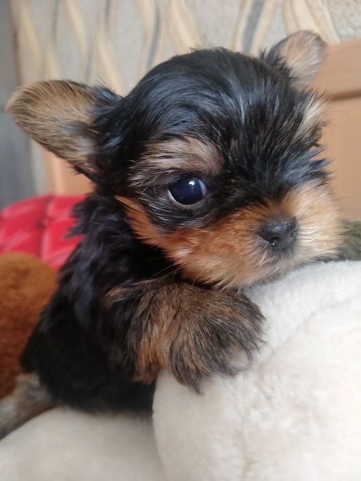 Йоркширский терьер