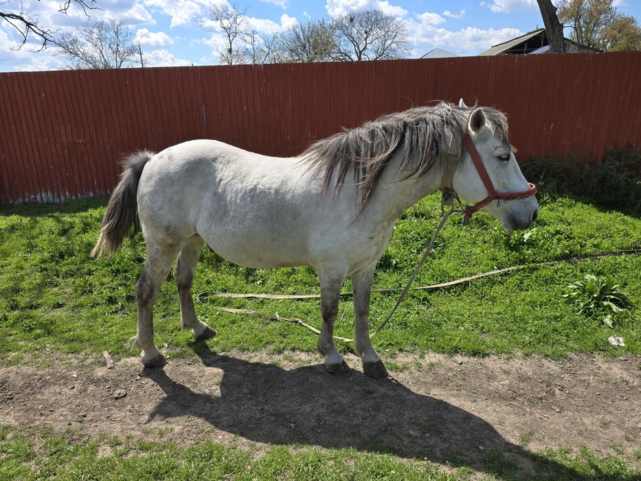 Cal de vanzare in comuna Movila