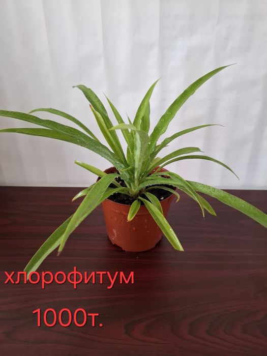 Комнатные всегда