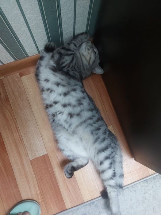 Продается кот.