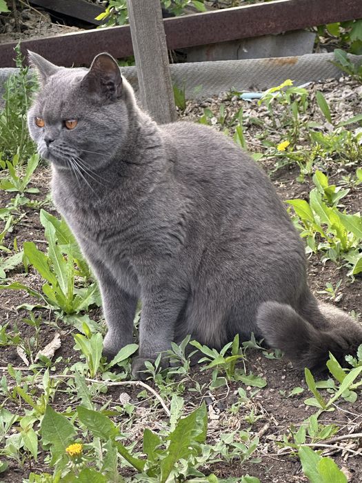 Кот свитщот шотладцкий