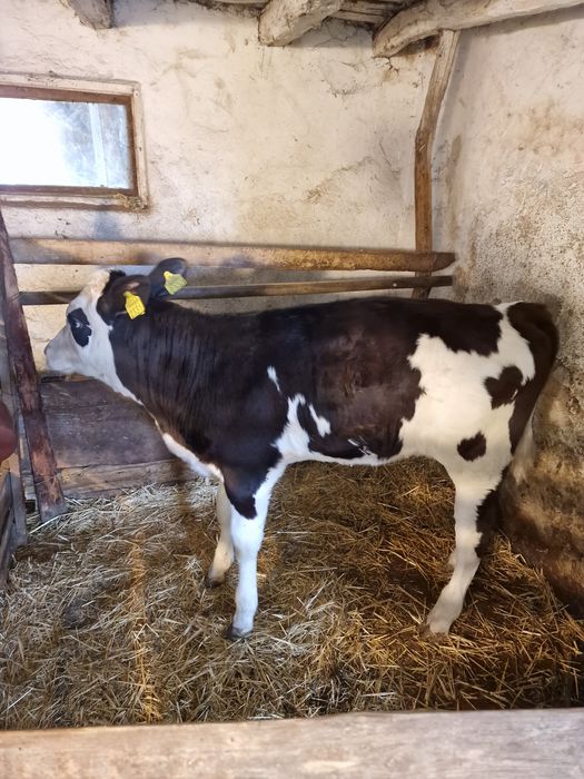 Vițea de lapte 2,5 luni