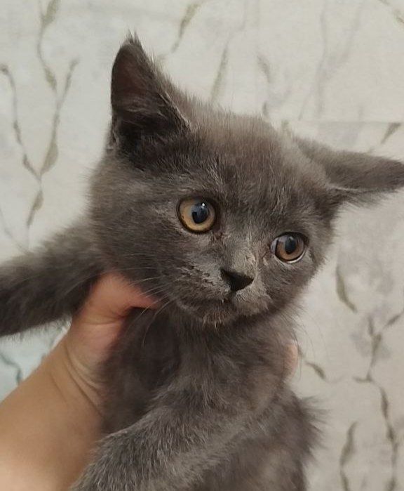 Продам скоттиш страйт мальчик и девочка