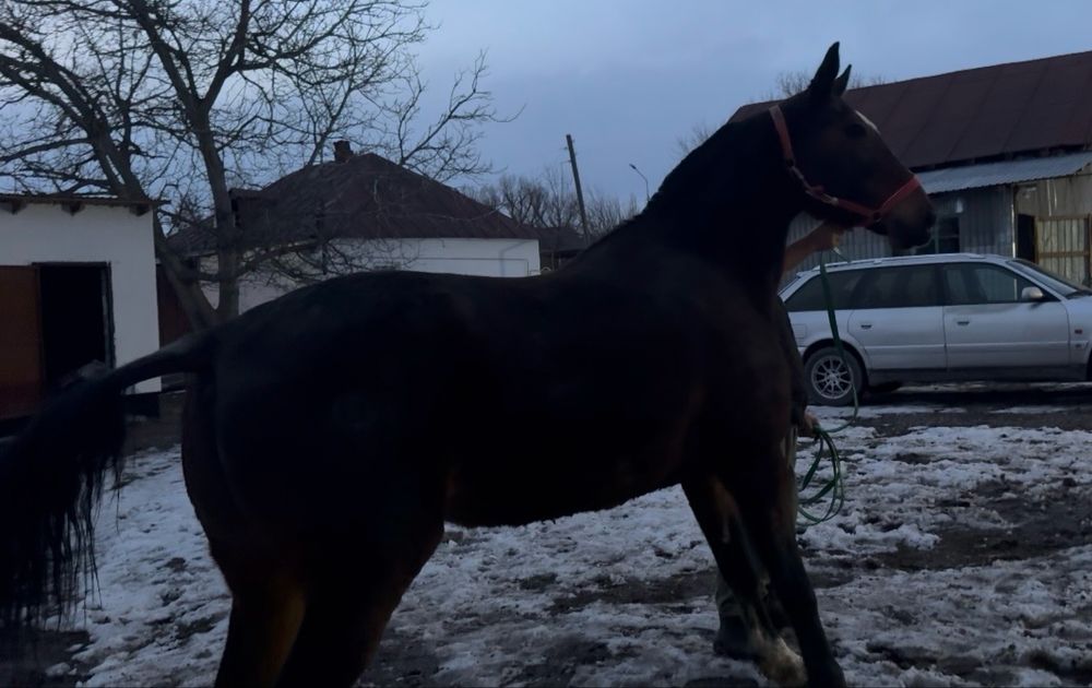 Продам Орловскую Кобылу