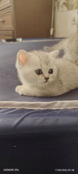 Seribristiy shinshilla: 100 у.е. - Mushuklar Toshkent на Olx