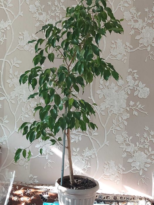 Фикусы Бенджамина 5 видов