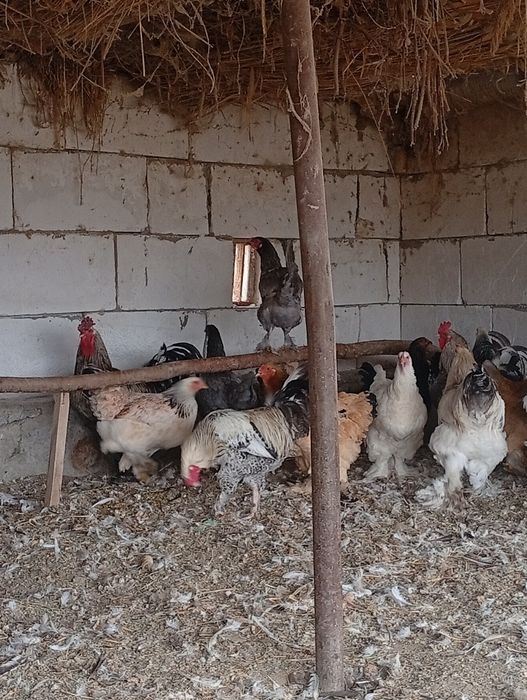 Брама хуроз ва товуклар сотилади.