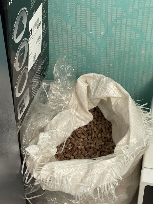 Британка 7 месяцев кошка