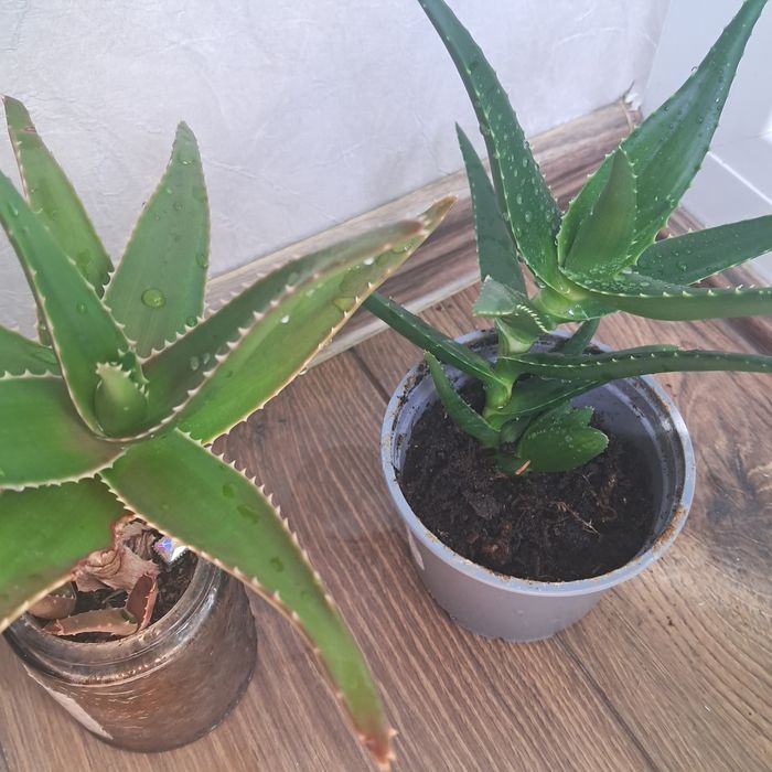 Градински флокс, стайни кактуси