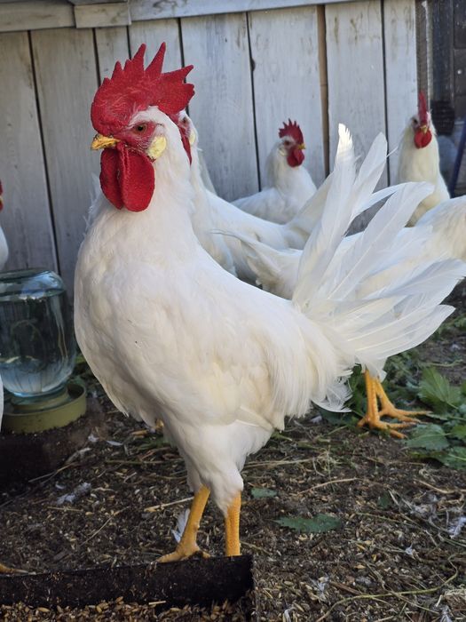 Продам! Петушков Леггорн!
