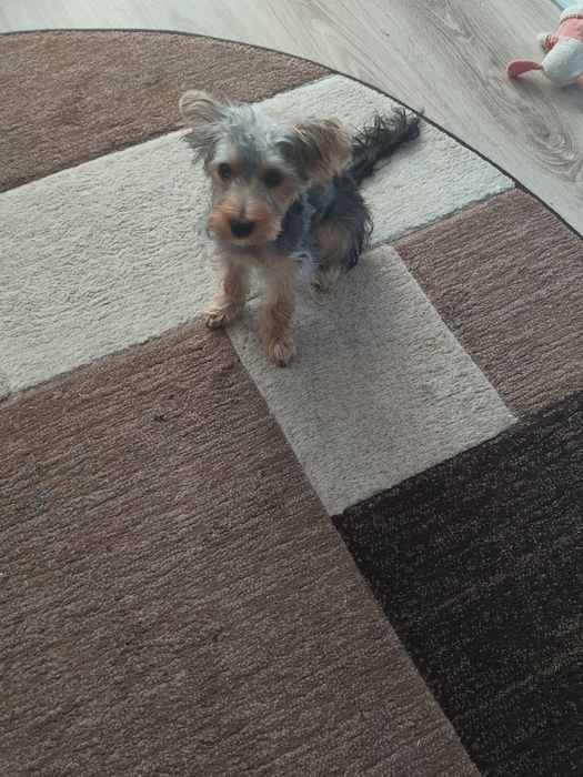 Vând cătel jucăuș Yorkshire terrier mini-toi
