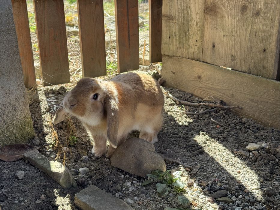 Donez mini lop , iepuras prietenos.