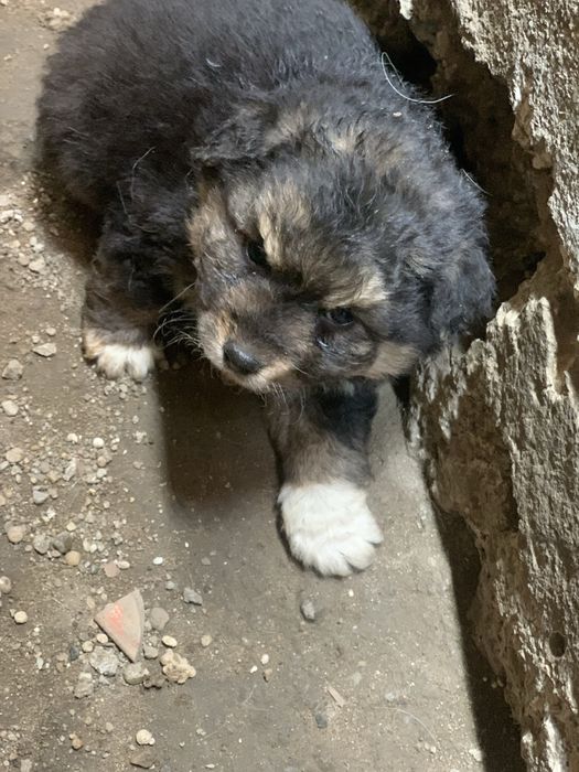 Donez, catelusi iubitorilor de animale