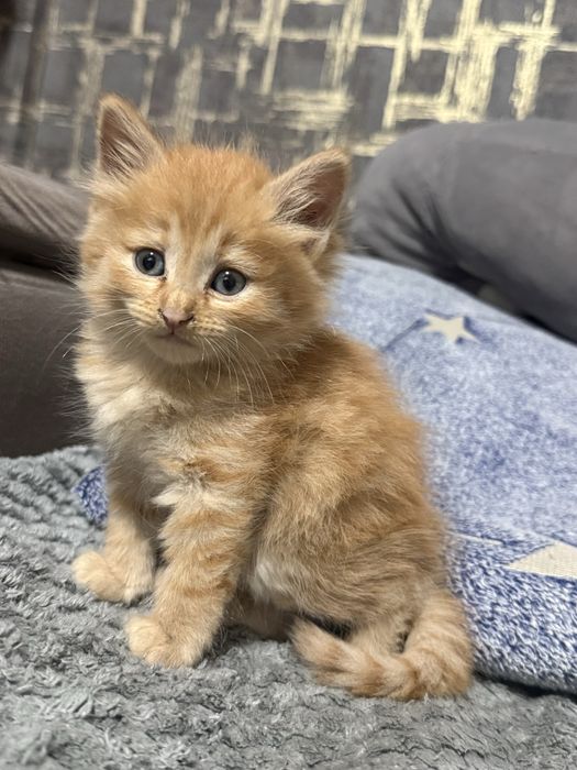 отдам котят в хорошие руки