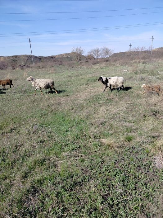 Продам Овечка с ягненкам