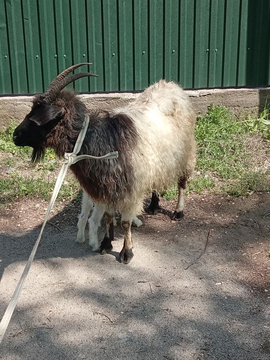 Продам Козы  козленоком