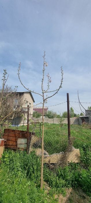 Продаются саженцы повлония