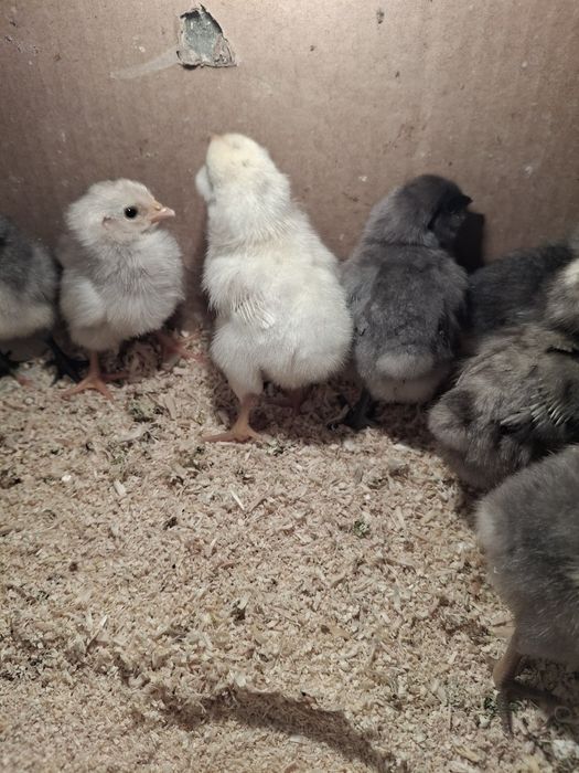 Жужа амераукана 30000минг