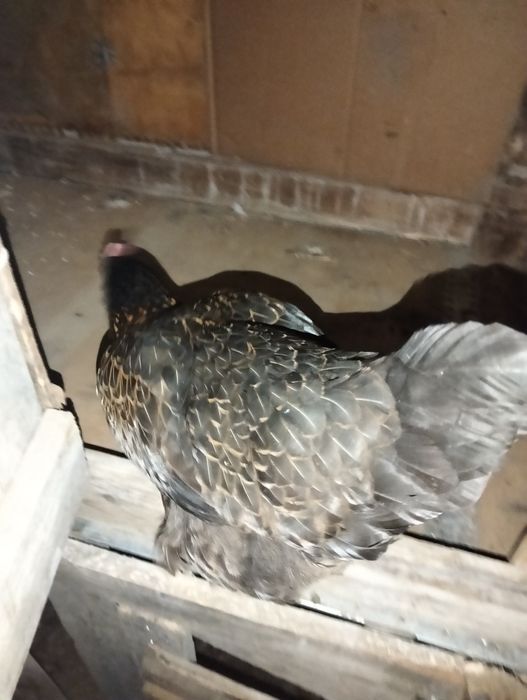 Продам курицу молодая