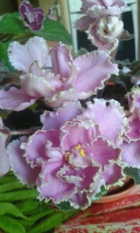 Продам Сортовые фиалки