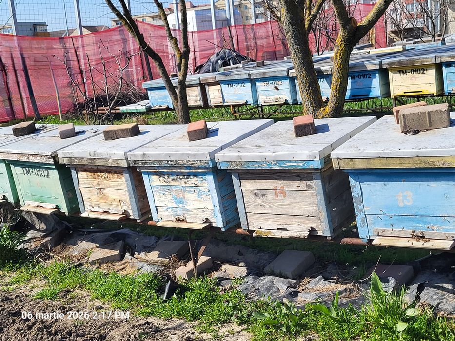 Vând 20 familii de albine