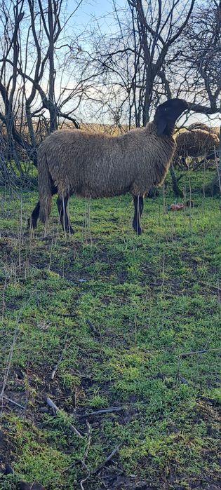 Berbec sarbesc tanar