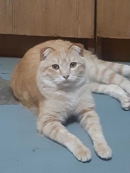 Котенок мальчик в добрые руки. Смотрите фото