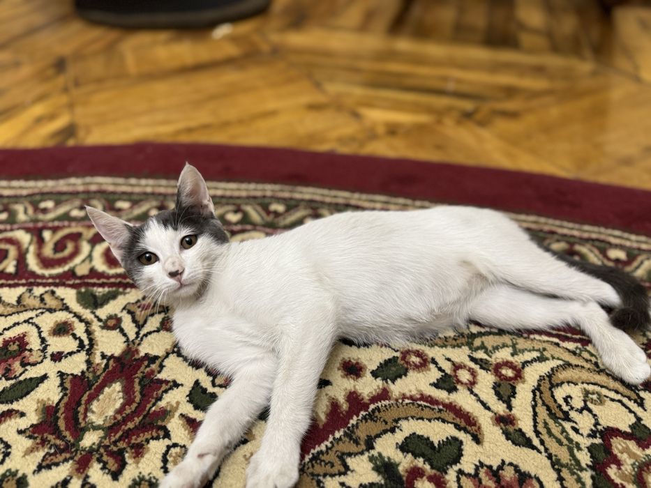 Отдаем котят 4х месячных. Смесь британской шиншиллы и дворовой кошки!!