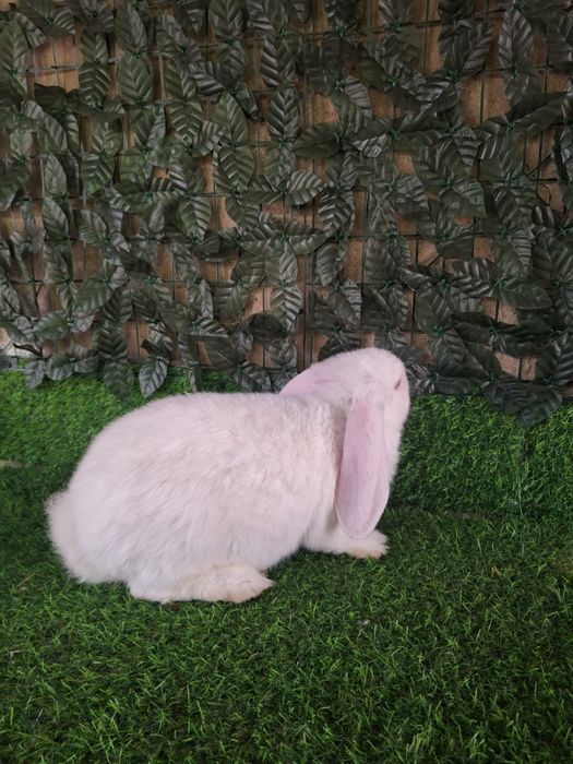 французский баран