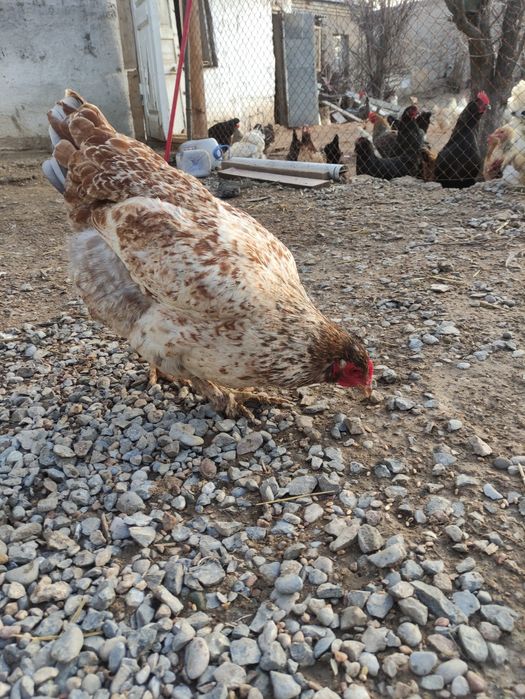 Петухи Курицы Оптам