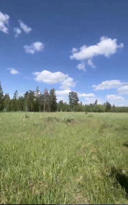 Продадим земельный участок в сосновом бору не дорого