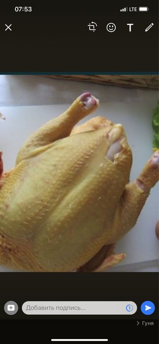 Мясо птицы
