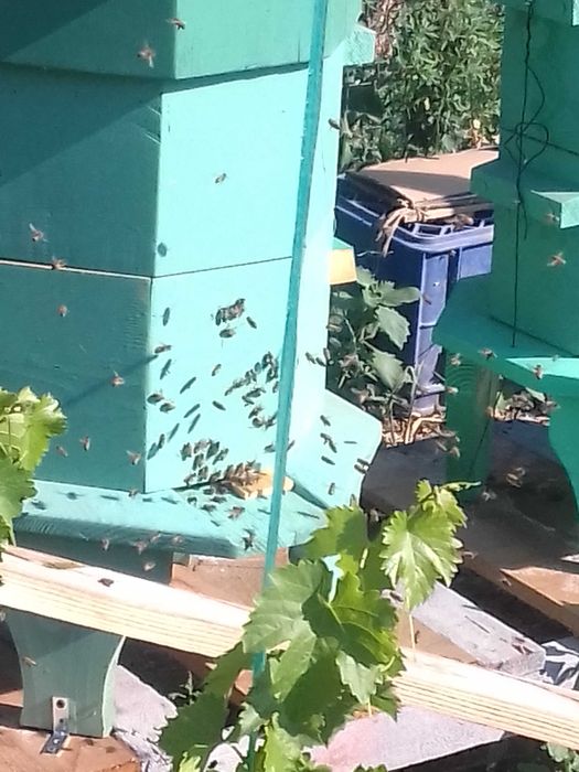 stup natural warre octogonal