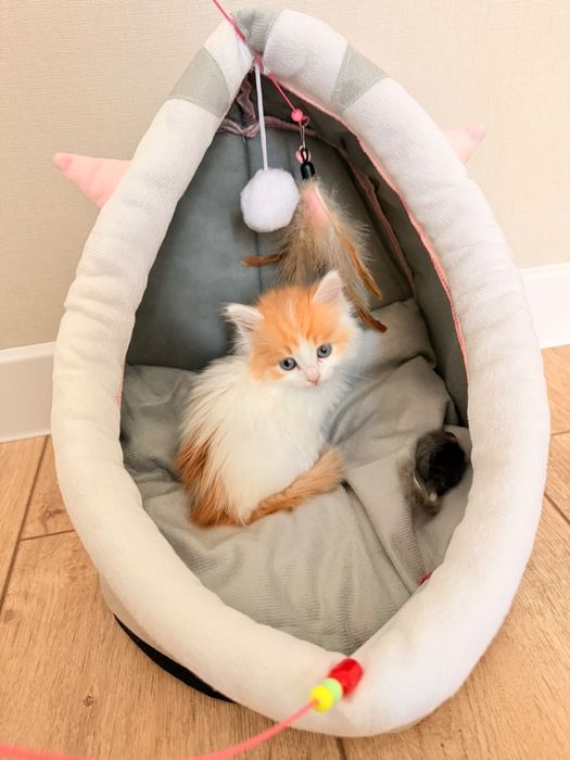 Котенок 1,5 месяца
