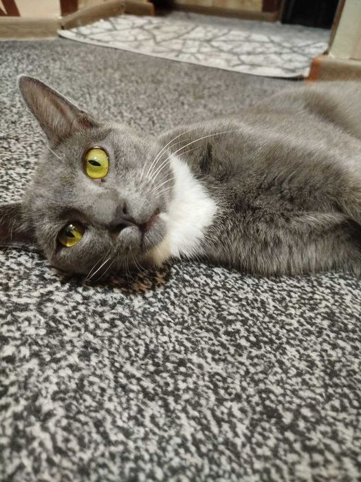 Подарю шикарного котика