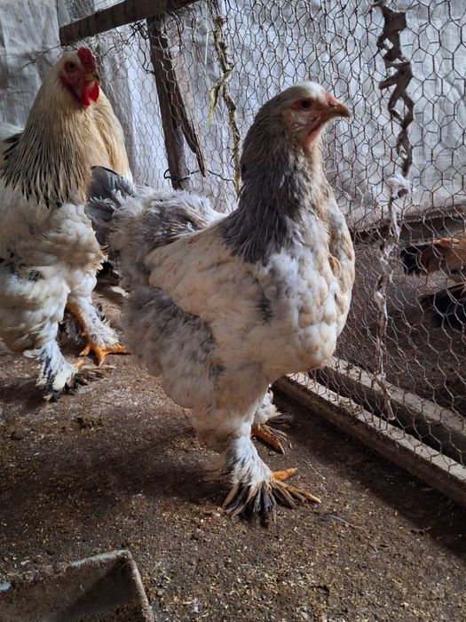 Familie de găini Brahma albe de vânzare!