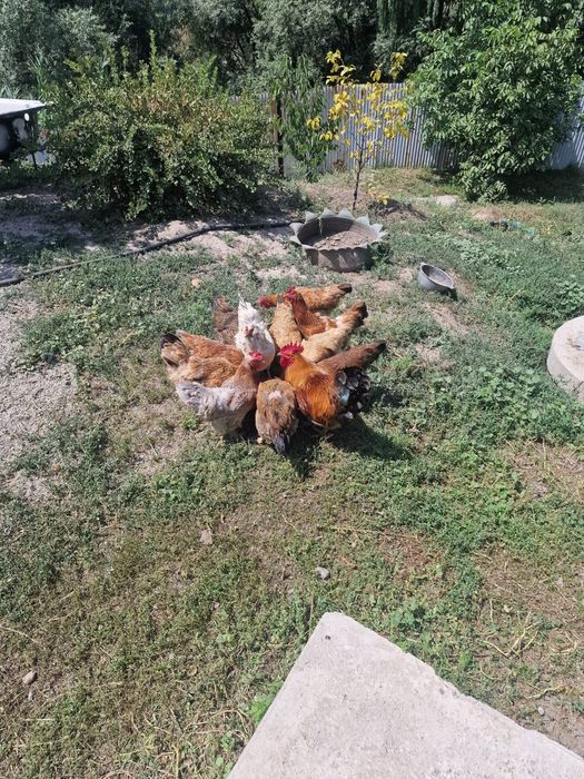Курочки и петушки