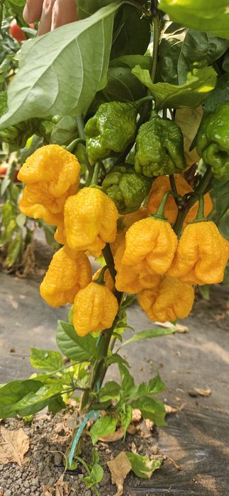 Ardei Carolina reaper proaspat
