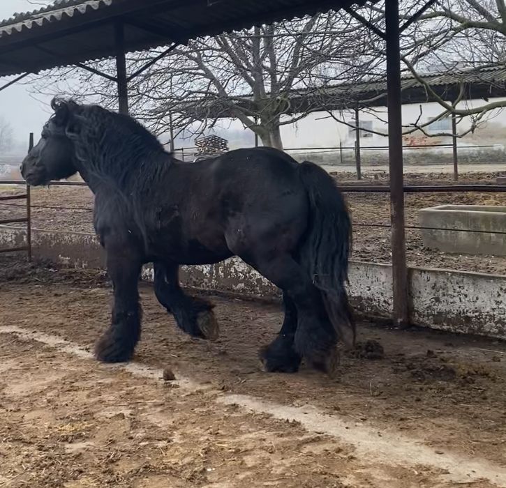 Armasar ardenez pentru monta