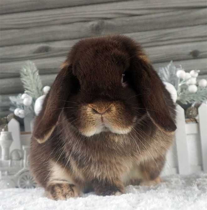 Iepurasi pitic berbec german - mini lop