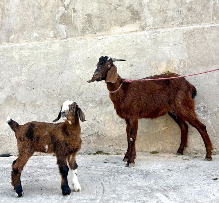 Битал ешкі лағымен ешкы ешкі коза козы