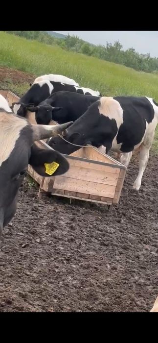 De vanzare... 30 tauri cu varsta de peste 1 an!