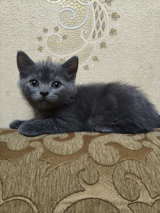 Котята Скотиш Страйт, 3 мальчика