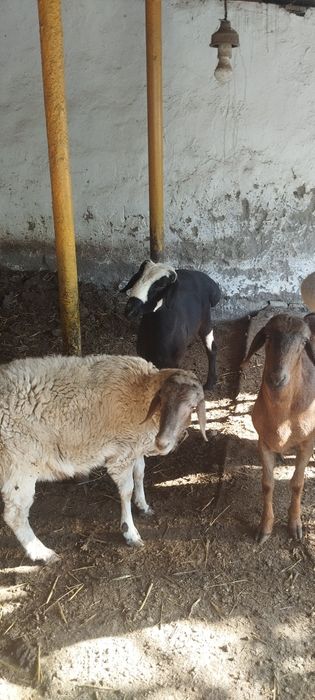 Куйлар. сотилади