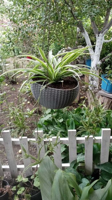 Садовые и комнатные растения!