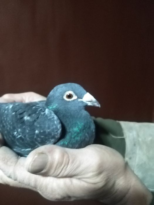 Пощенски гълъби немски и румънски