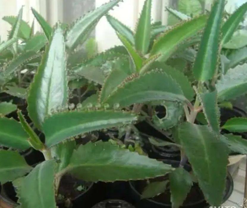 Каланхоэ лечебное. Есть доставка