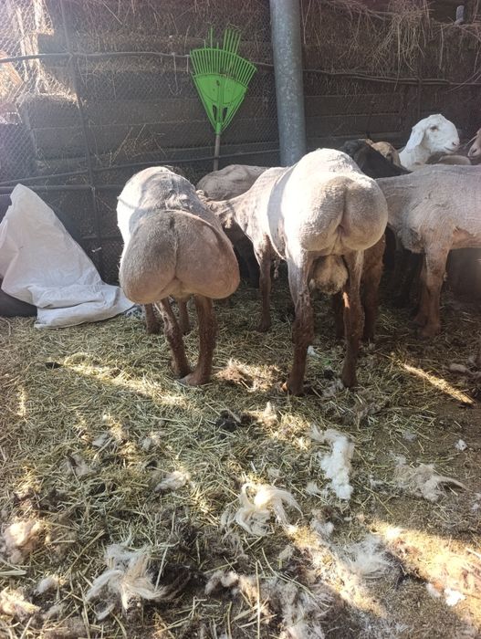 Стрижка овец баранов