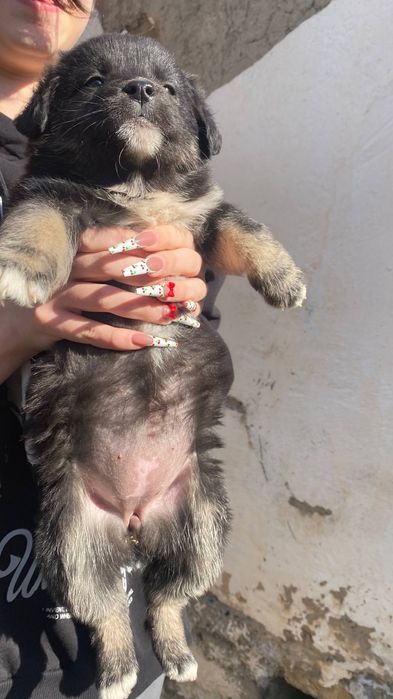 отдадим щенят в добрые руки